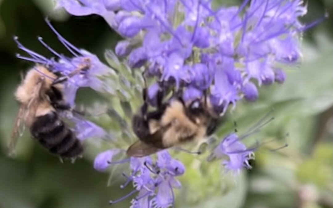 Who Actually Lives in Toronto Gardens?
